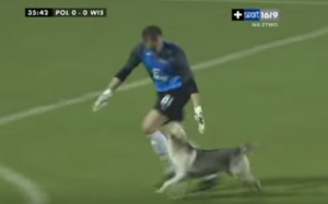 サッカーに試合中に乱入した犬とゴールキーパー