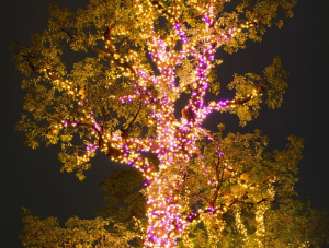 東京ミッドタウン「奇跡の木」