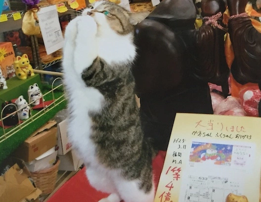 金運アップ神社「宝当神社」のリアル招き猫