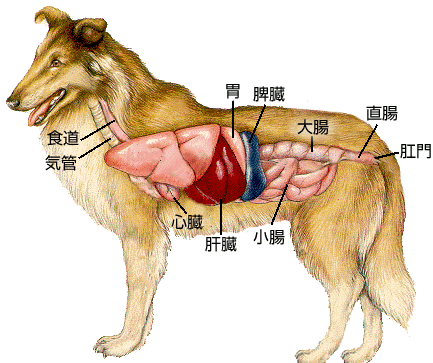 犬の病気と下痢や嘔吐の関係