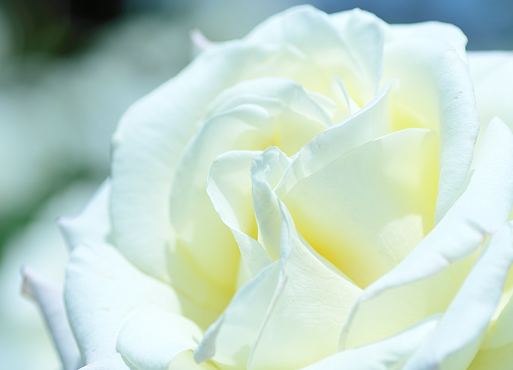 白いバラの意味