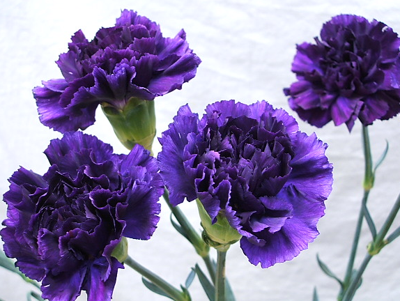 紫のカーネーションの花言葉