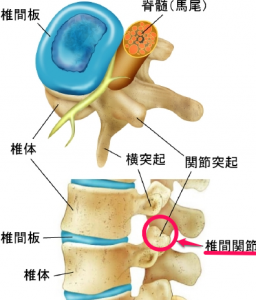 椎間関節の痛みの原因