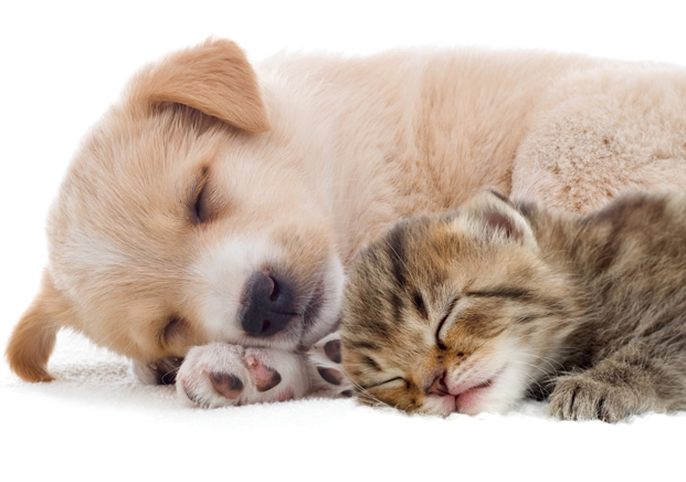 かわいい熟睡する猫と犬